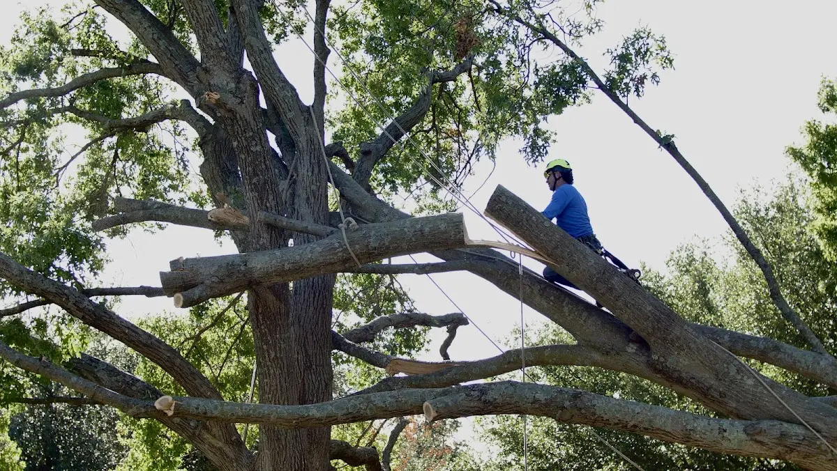 Professional Crown Thinning performed by certified arborists in Chicken