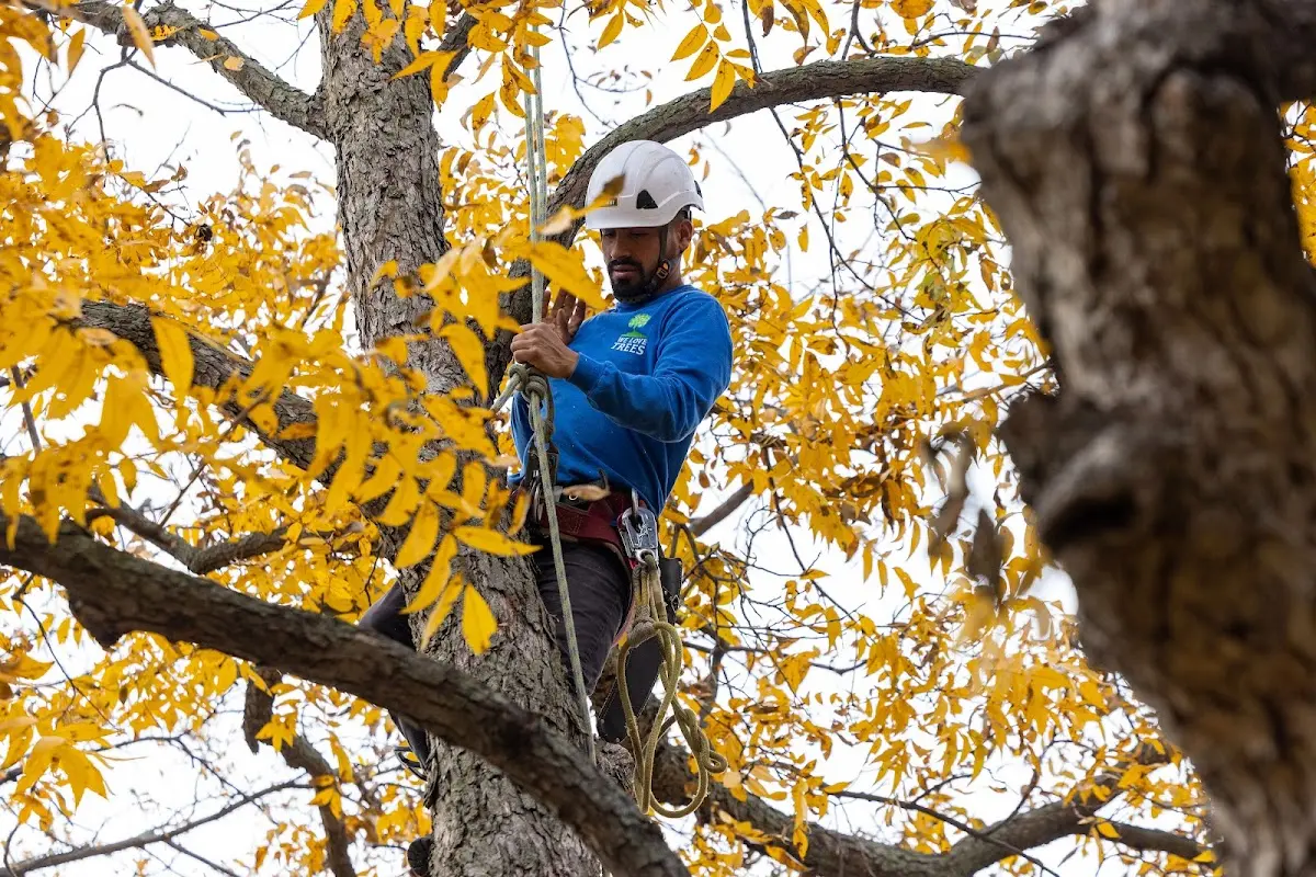 Skilled Tree Transplanting crew working in Chicken